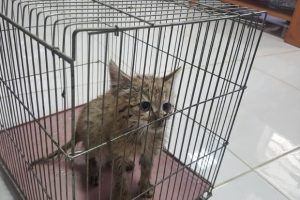 افزایش حمله گربه ها به شهروندان تهرانی