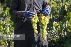 آیا انگور «اَبَر غذا» است؟,