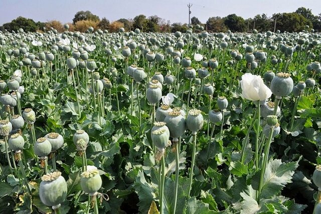 نقد علمی بر «قانونی‌سازی کشت خشخاش در ایران»