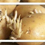 سیب زمینی‌های سبز و جوانه‌زده خطرناک هستند؟