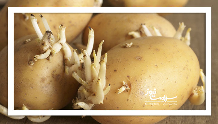 سیب زمینی‌های سبز و جوانه‌زده خطرناک هستند؟